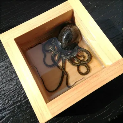 Wooden boxes with brass