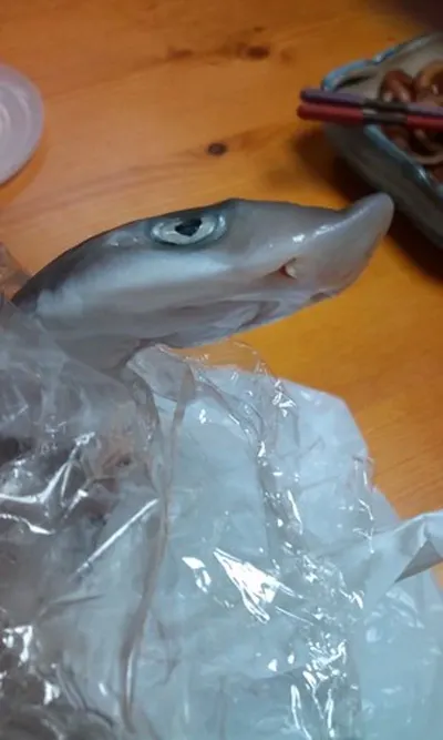 Air swimmers shark