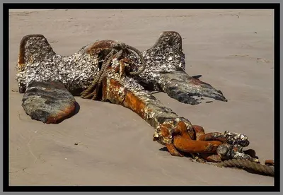 Sand Lobster