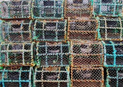 Shade Net