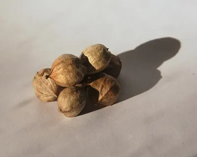 Organic walnut