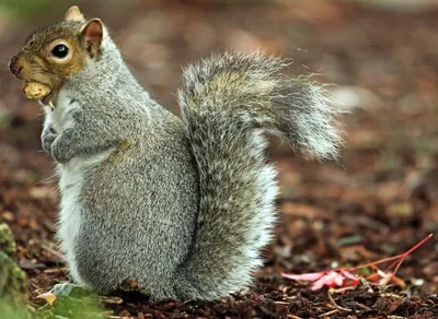 Squirrel Repellent