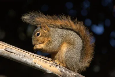 Nuts