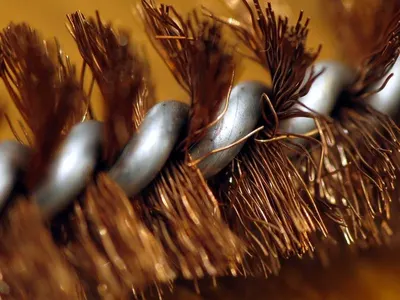 Cordyceps Militaris Mushroom