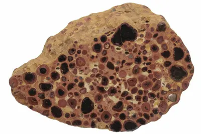 Radix Platycodonis