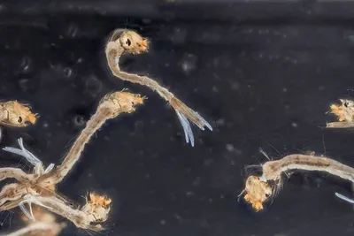 Penaeus Monodon Shrimps