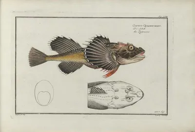 Atlantic Cod Backbone (Gadus morhua)
