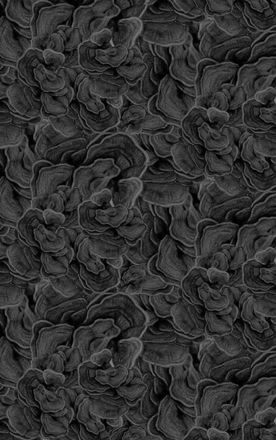 Black Rose High Glossy (800 x 1600 MM) Tiles by Flavour Granito