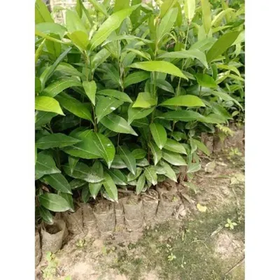 Andrographis Paniculata Extract 10%