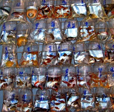 PET capsules