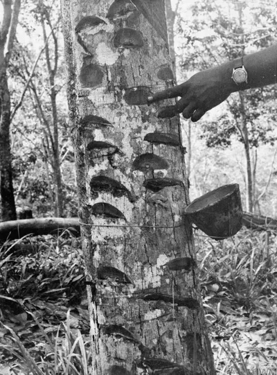 Natural rubber (SVR)