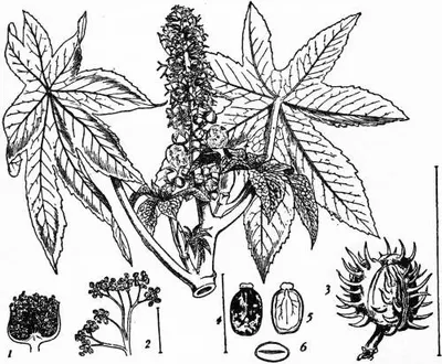 Coleus Forskohlii Extracts