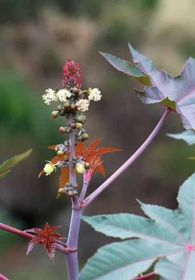 Macleaya cordata extract