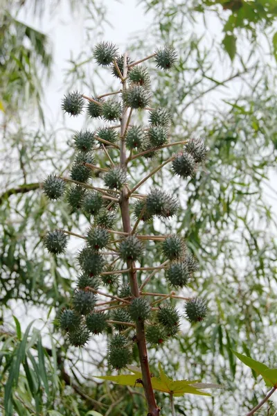 Structure Pine