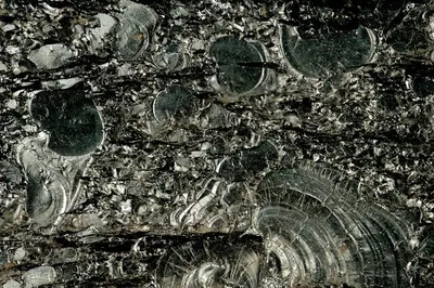 Silver Pearl Transformed Granite by Shyam's