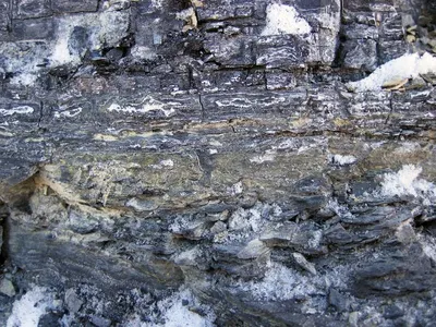 Cochayuyo - Durvillaea antarctica