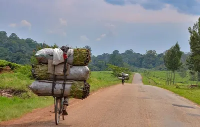 Eucalyptus Charcoal ( Binchotan) Vietnam