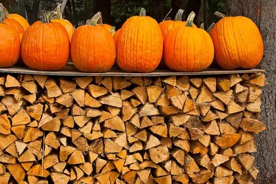 Pumpkins by Samruddhi Exports