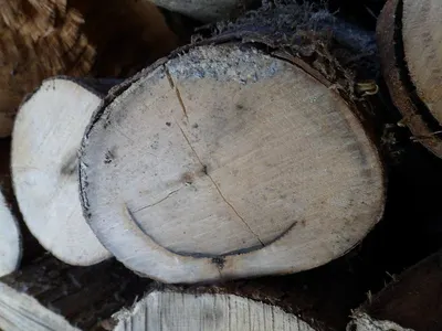 Normal Fat Wood