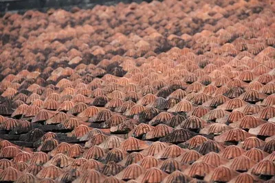 Pangolin scales