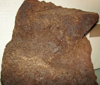Donkey Skin