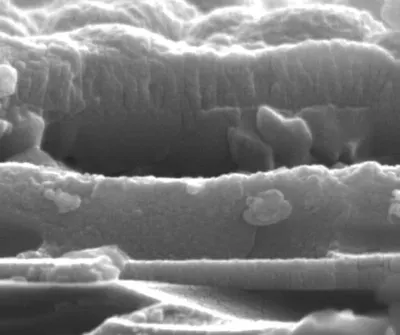Bacillus Coagulans