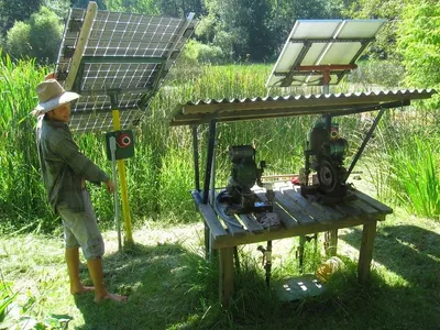 Garden Heliotrop