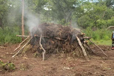 Mangrove Lumpwood Charcoal