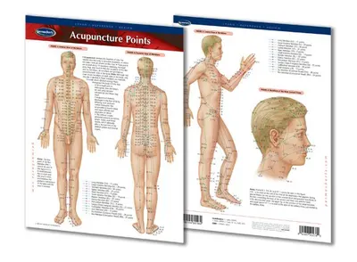 Anatomy muscle modelteaching art medical