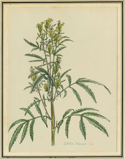St. John's Wort by Liubcom International Srl