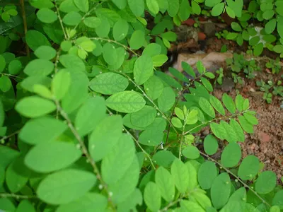Organic panax ginseng leaf extract