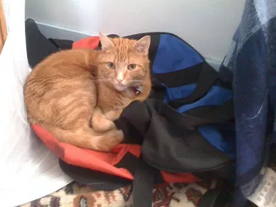 Cat fan