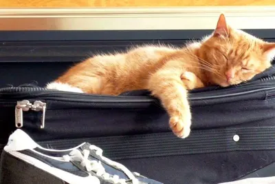 Sleeping bag