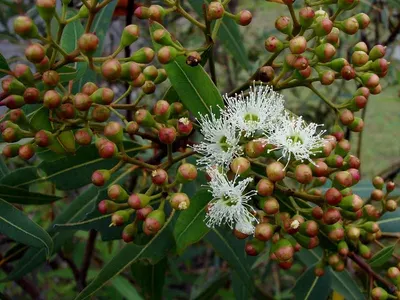 Sea Buckthorn