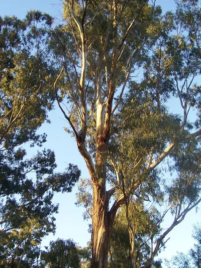Gum Tree