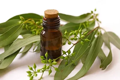 Origanum Oil