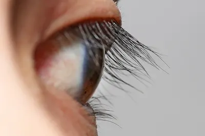 Regular Eyelashes
