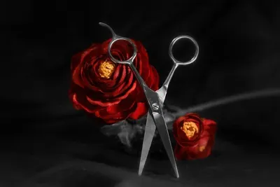Silver Plated Natural Rose