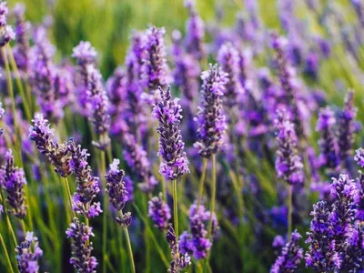 Bulgarian Lavender Hydrosol