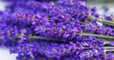 Huk Lavender Shampoo