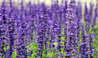 Clary sage oil