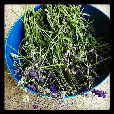 Lavender Oil