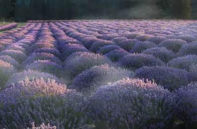 Lavender Oil