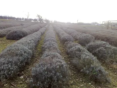 Lavender Essential Oil 1litre Aluminum Bottle
