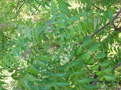 Sage Green Oasis