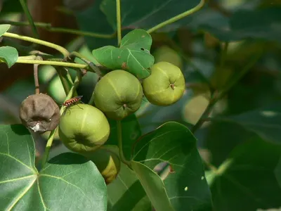 Green Jujube Fruit (Putsa Fruit) by S.f.m. International Trading Co., Ltd.