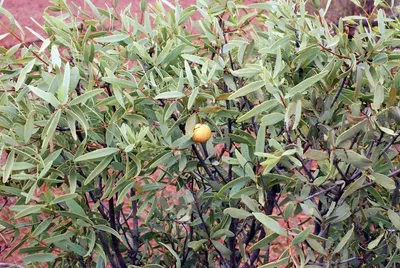 Cotoneaster Manna (conventional)