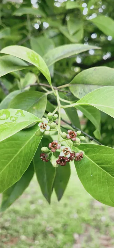 Hoya