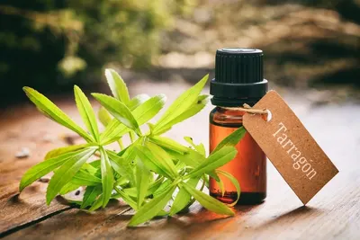Mushleaf Immunity Booster Drop 30 ml Ayurvedic Immunity Booster For All Ages, Build Strength and Stamina- Relief from Cough, Cold by Affluence Biotech Pvt Ltd