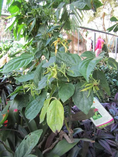 House Plant Philodendron, Anthurium Etc